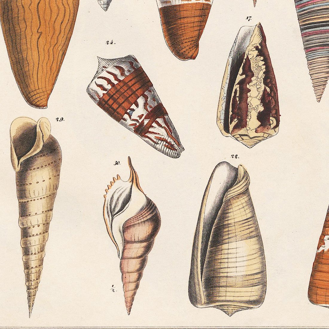 貝の絵柄の絵画 貝の絵柄の絵画